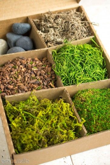 Terrarium Kit with Bark, Asst Mosses, Stones and Lichen