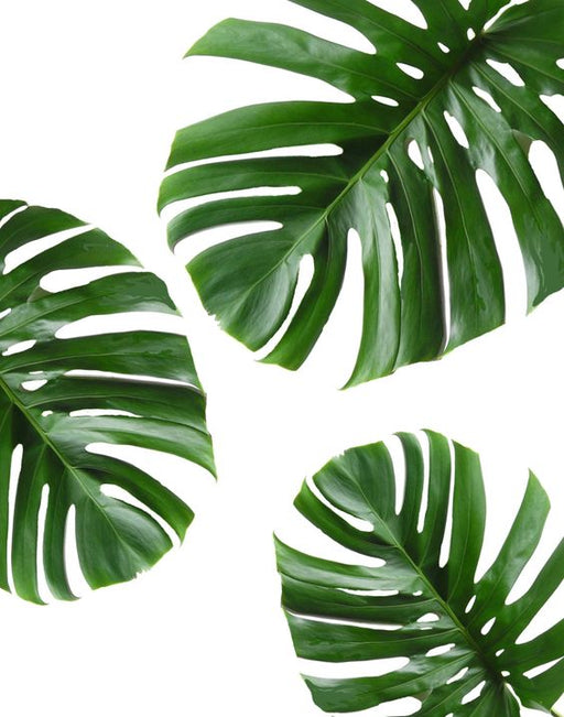 Tropical Leaf Printable Art Monstera Leaves